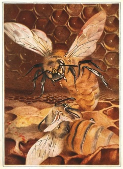 The Life of The Bee by Maurice Maeterlinck, 1911. 'The Duel of the Queens', p126